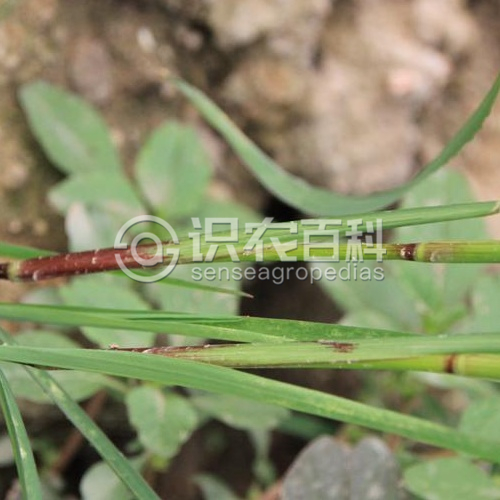 柑橘黄叶症状示例2