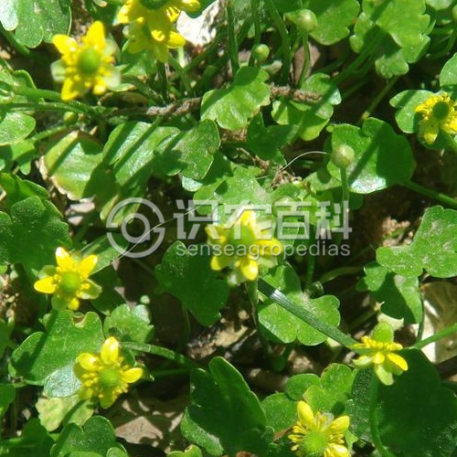 柑橘黄叶症状示例3