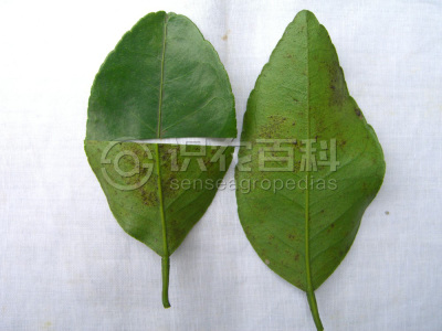 柑橘拟脂点黄斑病