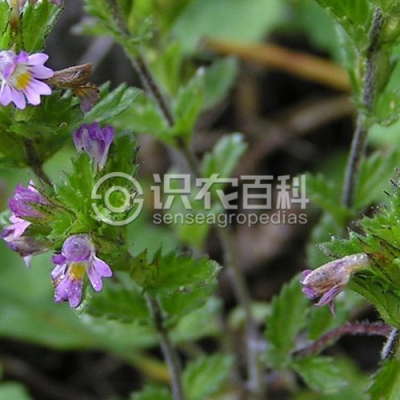 短腺小米草