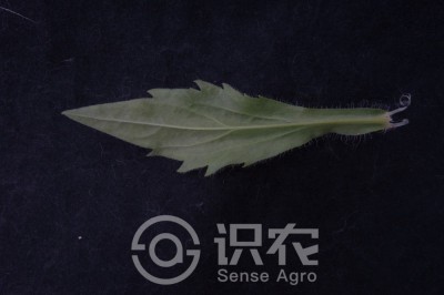 一年蓬