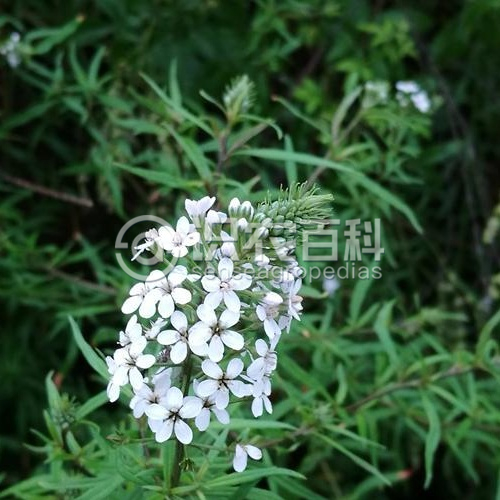 柑橘黄叶症状示例1