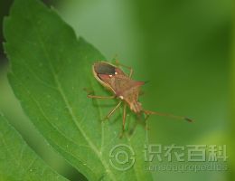 柑橘黄叶症状示例0