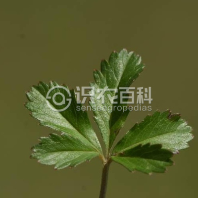 蛇含委陵菜