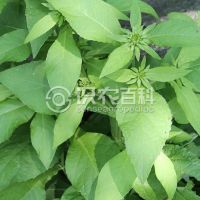 柑橘黄叶症状示例0
