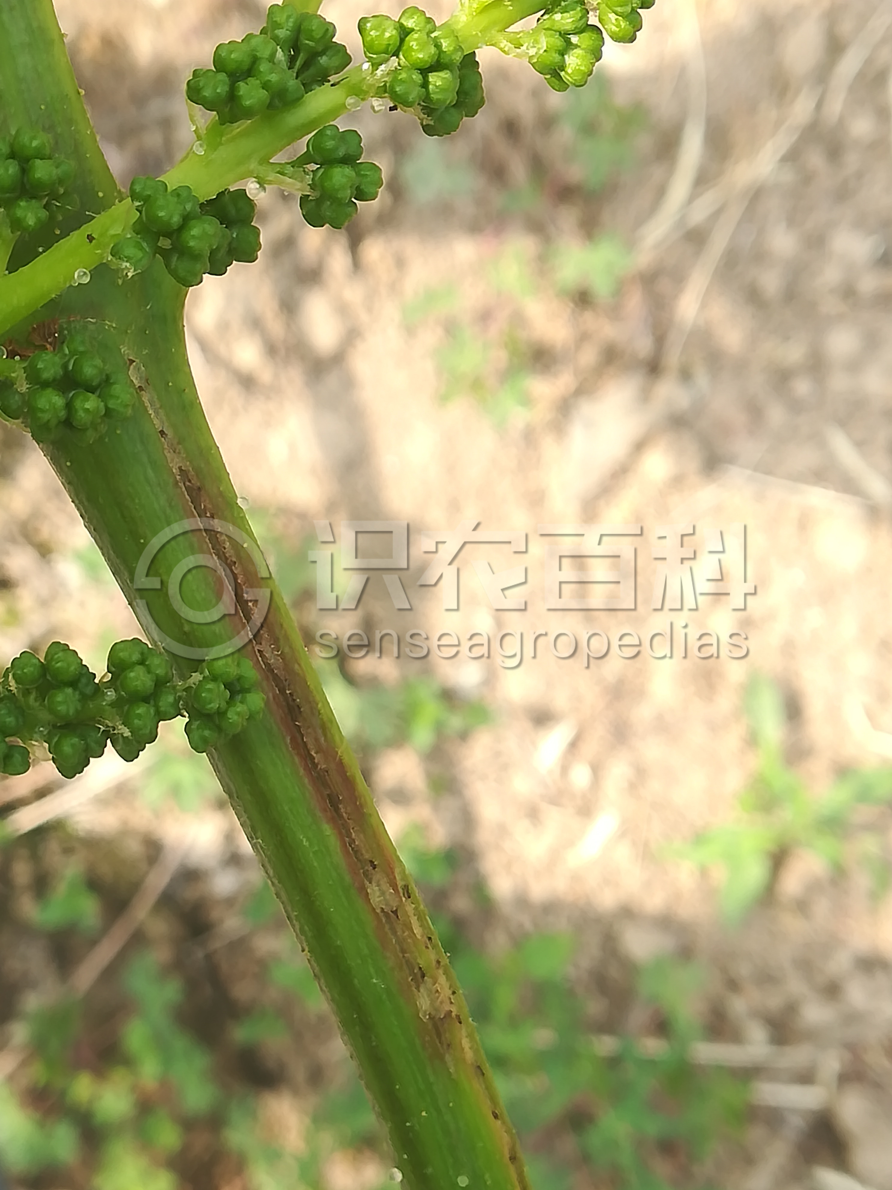 柑橘黄叶症状示例1