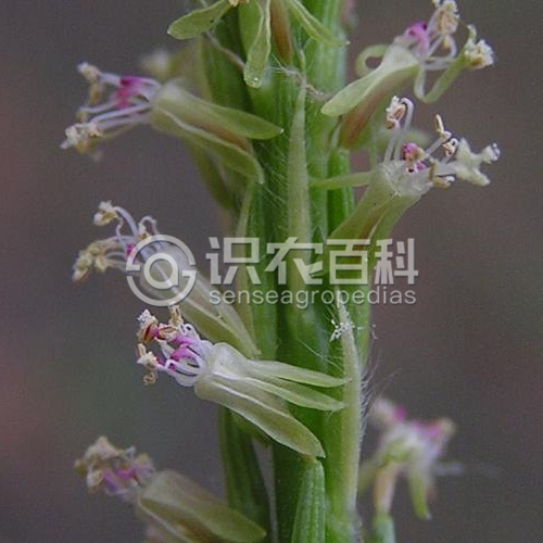 柑橘黄叶症状示例5