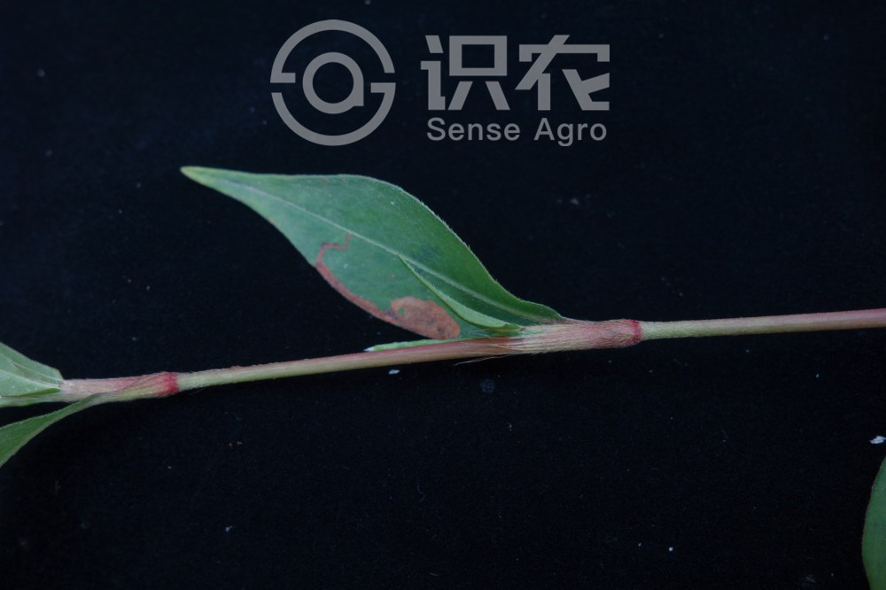 柑橘黄叶症状示例5