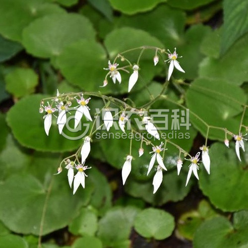 柑橘黄叶症状示例2