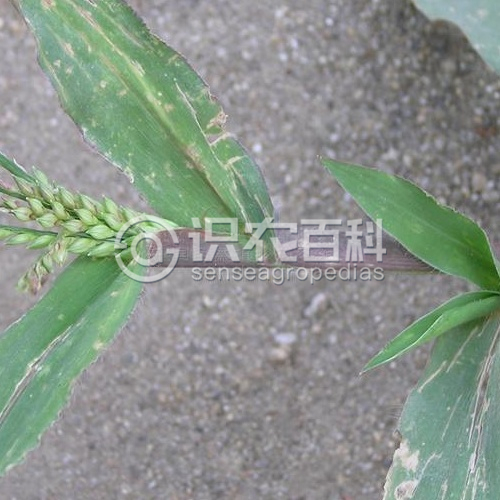 柑橘黄叶症状示例2