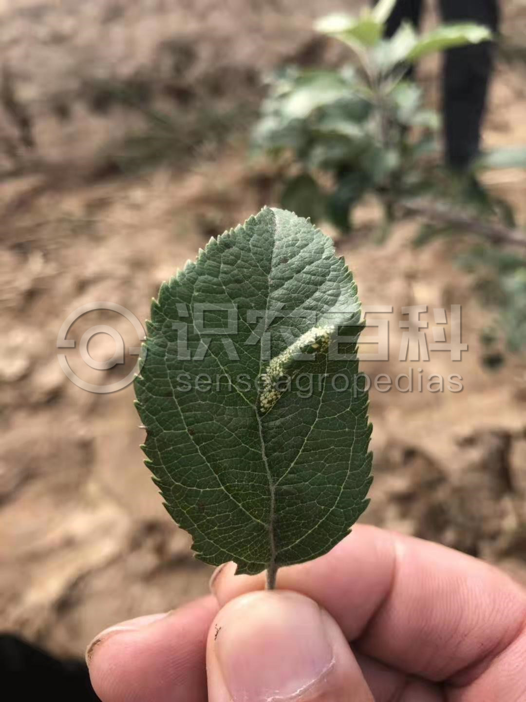 柑橘黄叶症状示例2