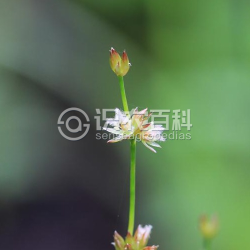 柑橘黄叶症状示例1
