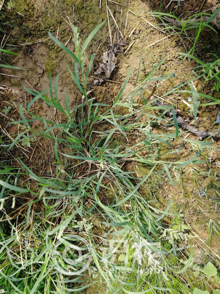 柑橘黄叶症状示例5