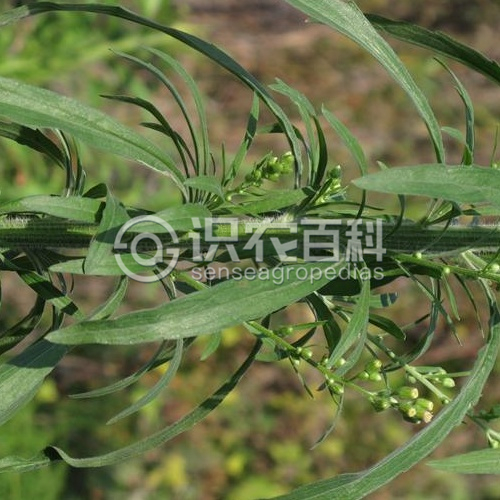 柑橘黄叶症状示例3