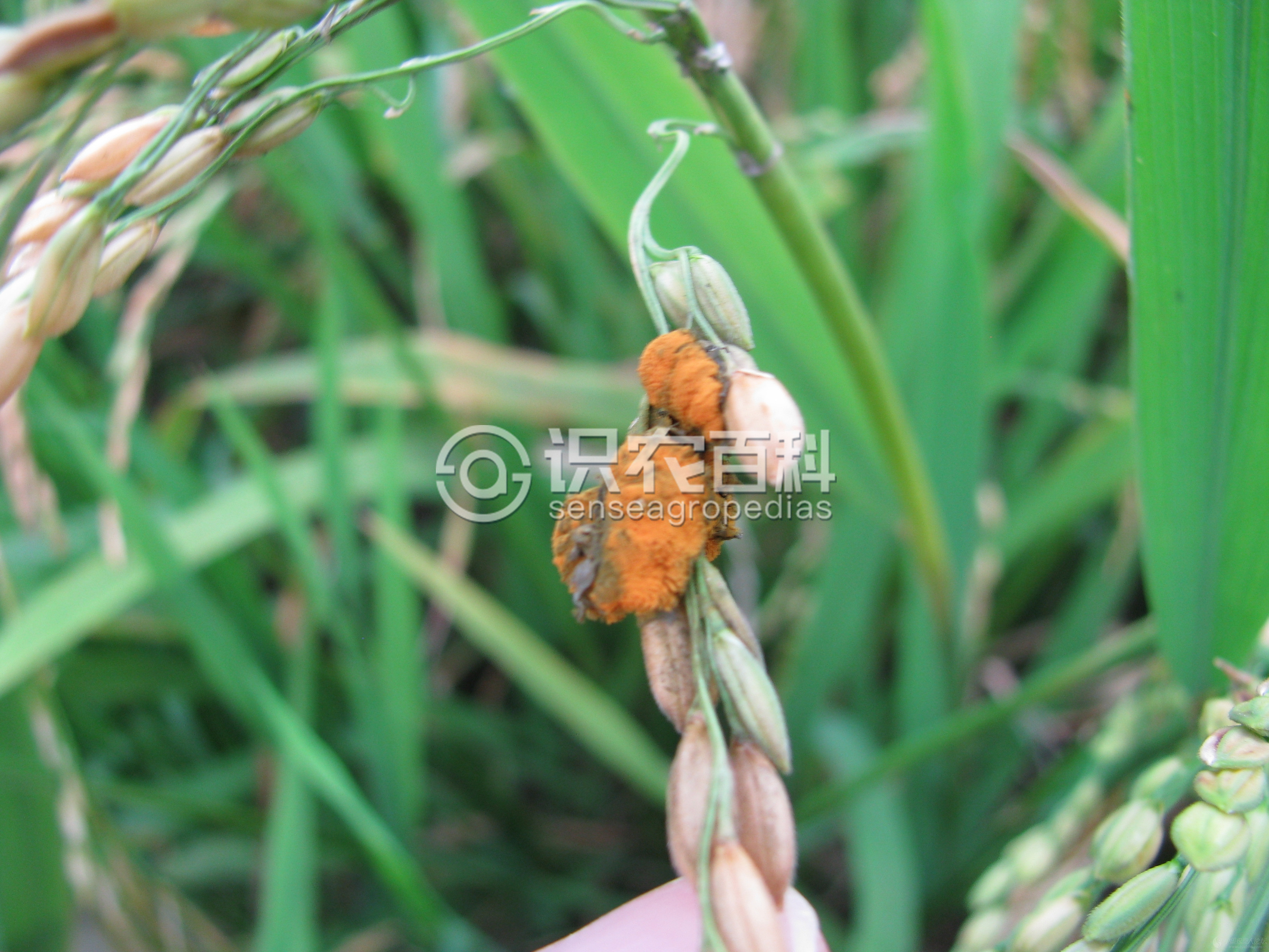 柑橘黄叶症状示例2