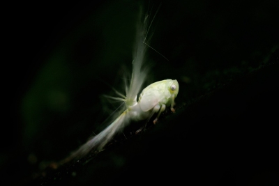 象蜡蝉科