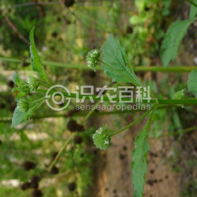 吊球草