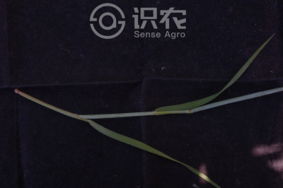 看麦娘