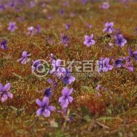 柑橘黄叶症状示例0