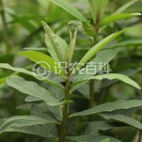 柑橘黄叶症状示例0