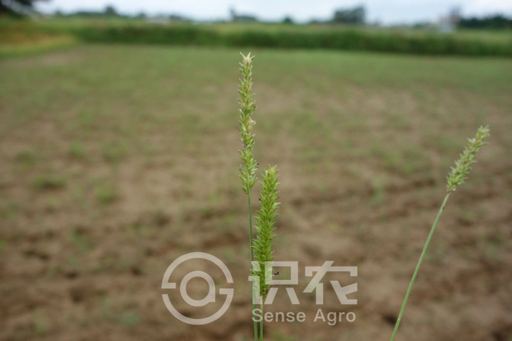 柑橘黄叶症状示例2