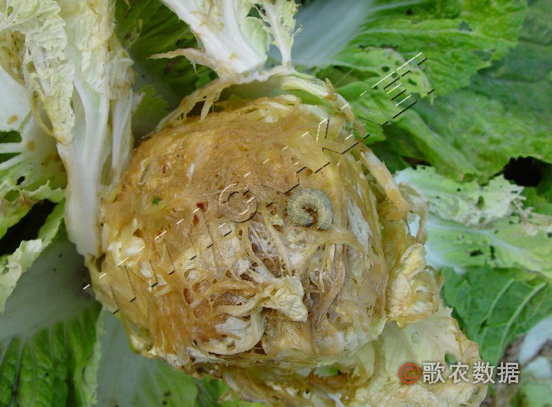 柑橘黄叶症状示例3