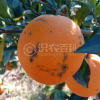 柑橘黄叶症状示例0