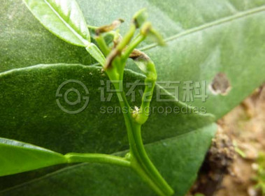 柑橘黄叶症状示例4