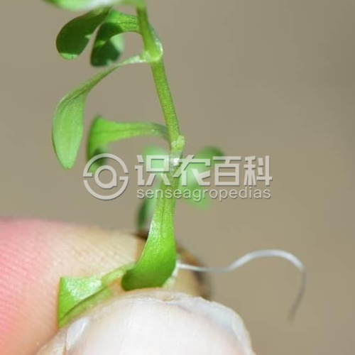 柑橘黄叶症状示例1