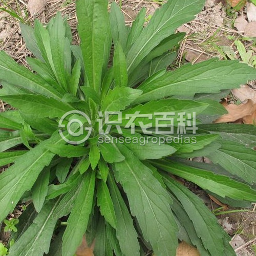 柑橘黄叶症状示例2