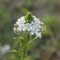 柑橘黄叶症状示例0