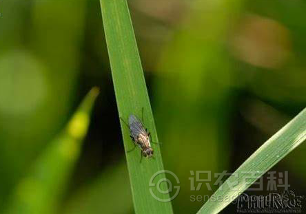 柑橘黄叶症状示例1