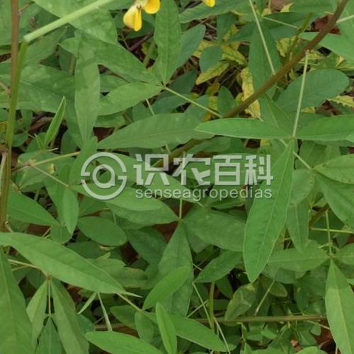 柑橘黄叶症状示例2