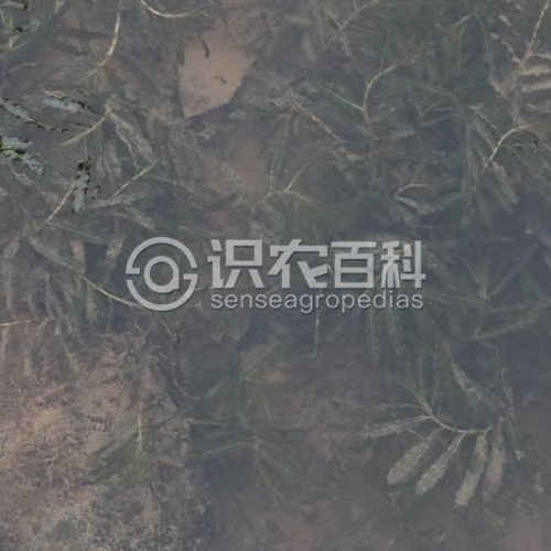 柑橘黄叶症状示例1
