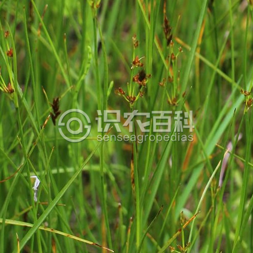 柑橘黄叶症状示例3