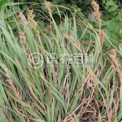 扭鞘香茅