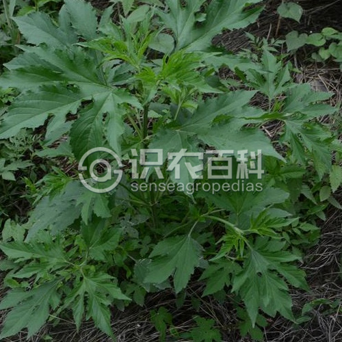 柑橘黄叶症状示例2