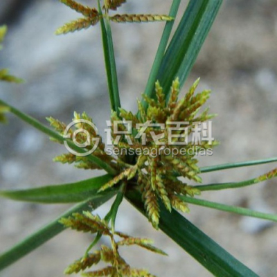 阿穆尔莎草