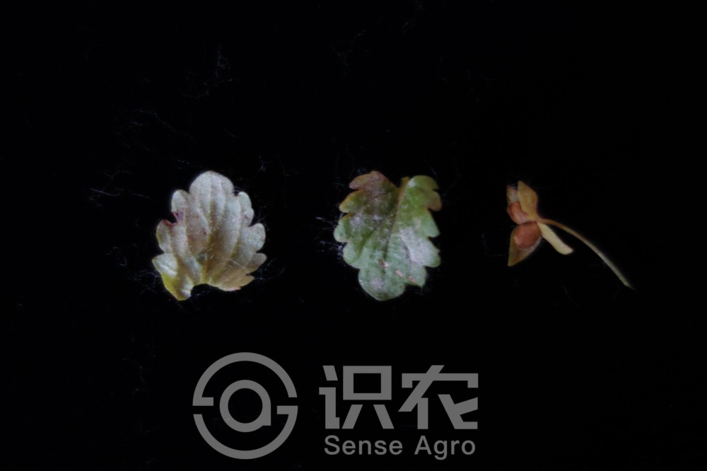 柑橘黄叶症状示例5