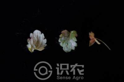 阿拉伯婆婆纳