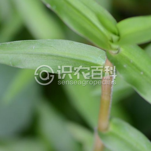 柑橘黄叶症状示例2