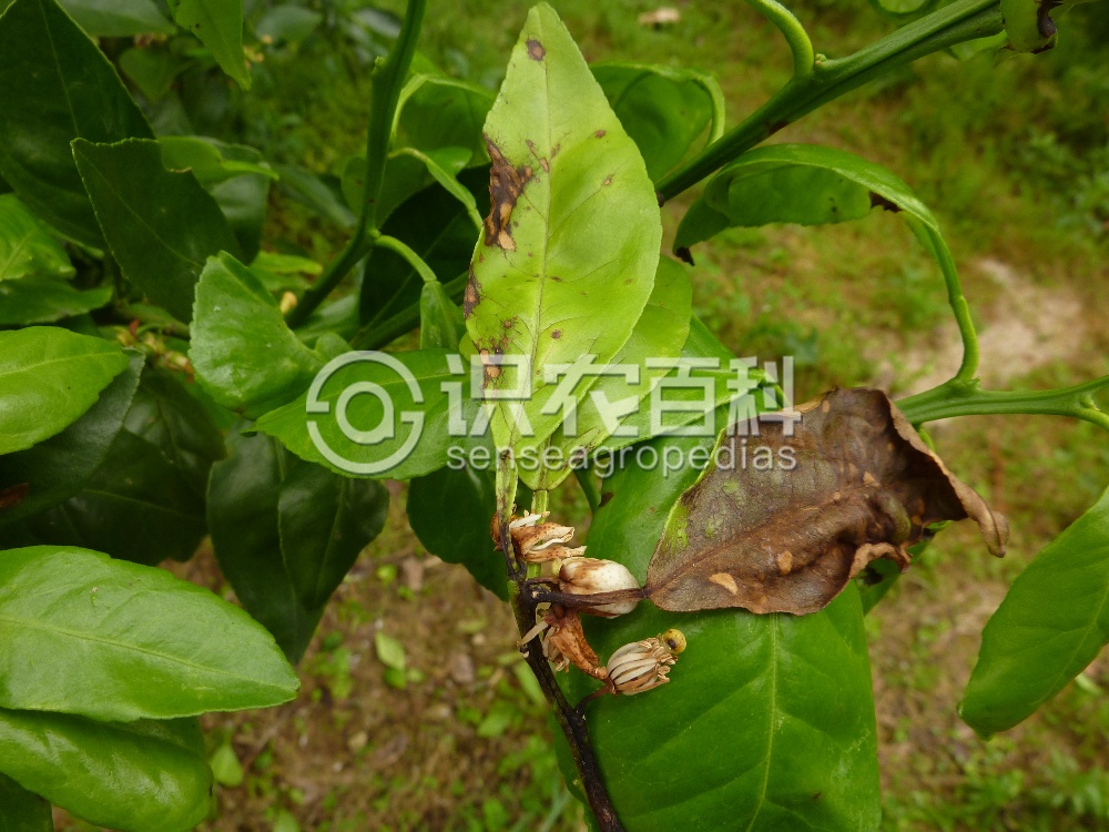 柑橘黄叶症状示例1
