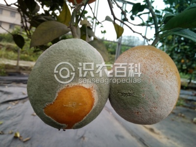柑橘绿霉病
