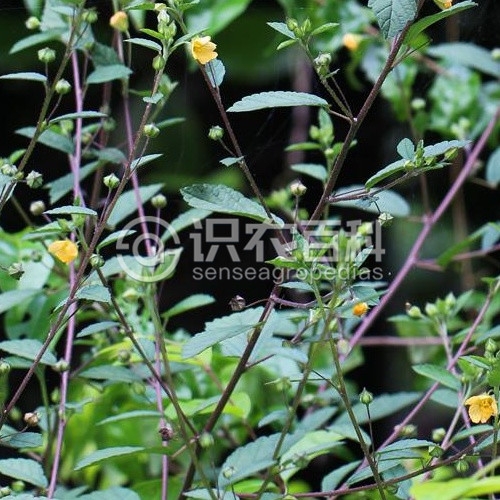 柑橘黄叶症状示例2