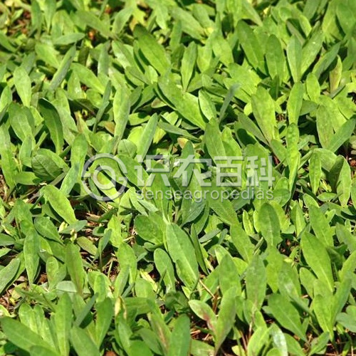 柑橘黄叶症状示例1