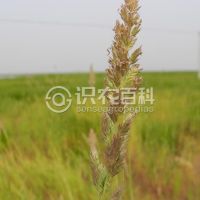 柑橘黄叶症状示例0