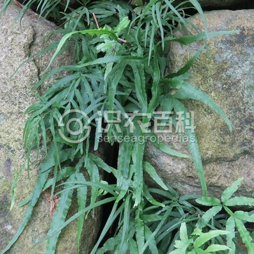 柑橘黄叶症状示例3