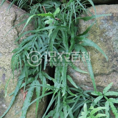 井栏边草