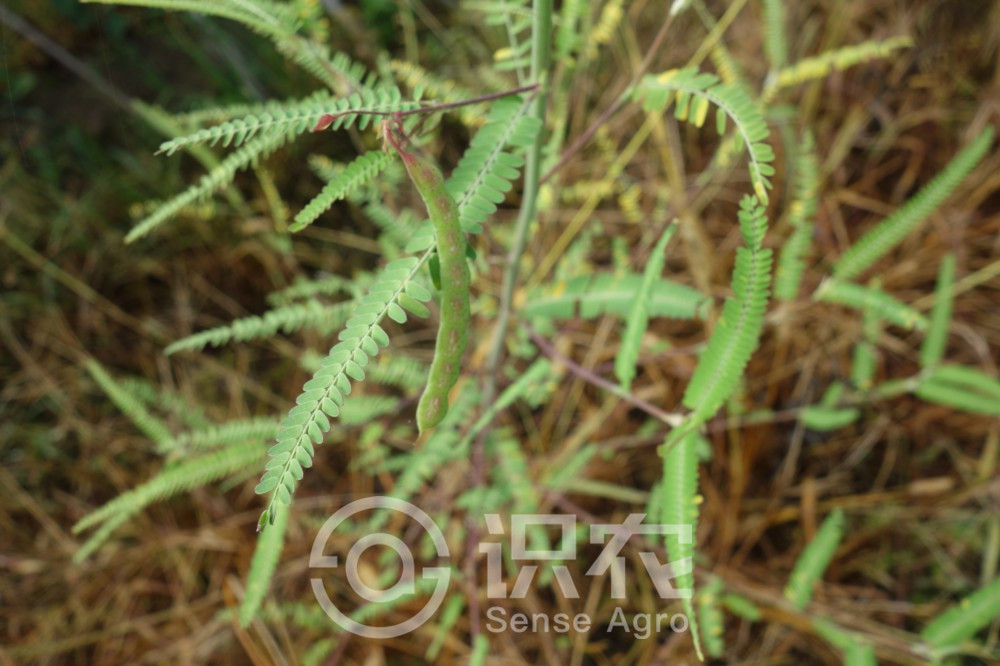 柑橘黄叶症状示例1