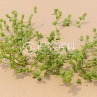 柑橘黄叶症状示例0